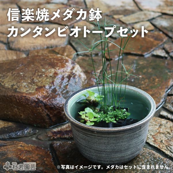信楽焼メダカ鉢カンタンビオトープセット | 杜若園芸WEBショップ｜水草