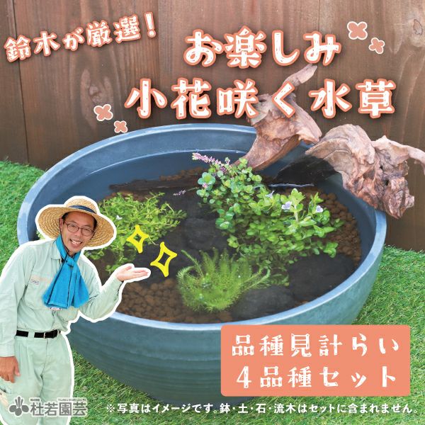 秋の衣替え メダカのDXビオトープセット | 杜若園芸WEBショップ｜水草