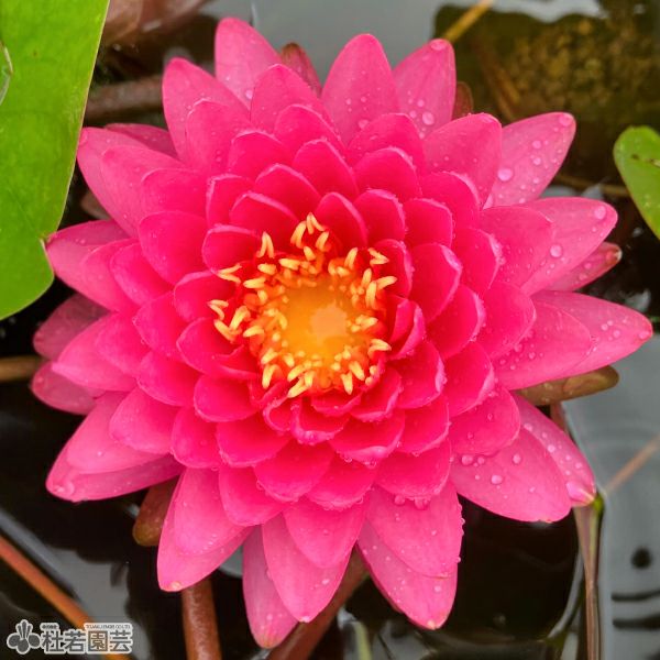 t*m様 オデッセイモールド ウォーターリリー 睡蓮 t*m様 オデッセイ