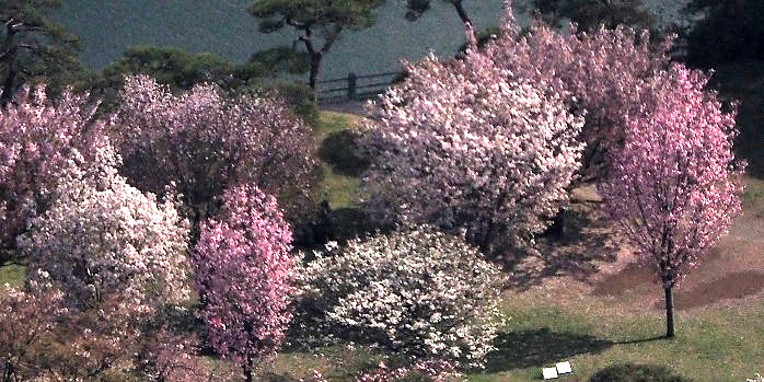 2022 咲き競う華麗な 