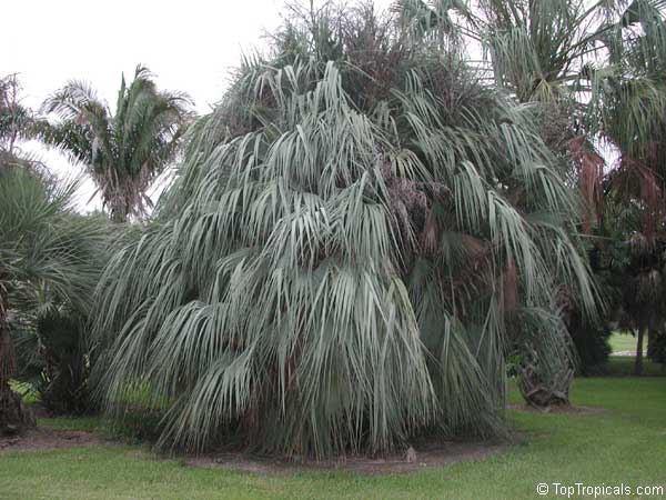 ナンノロプス リチアナ Nannorrhops ritchiana Nannorrhops ritchiana