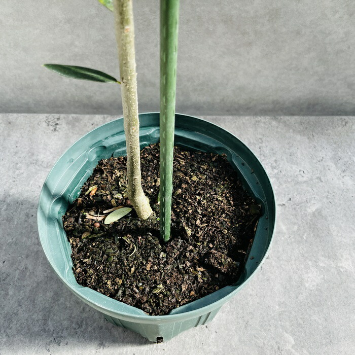 楽天市場】オリーブの木 ルッカ 6号鉢苗 鉢底から110cm程度 開帳型