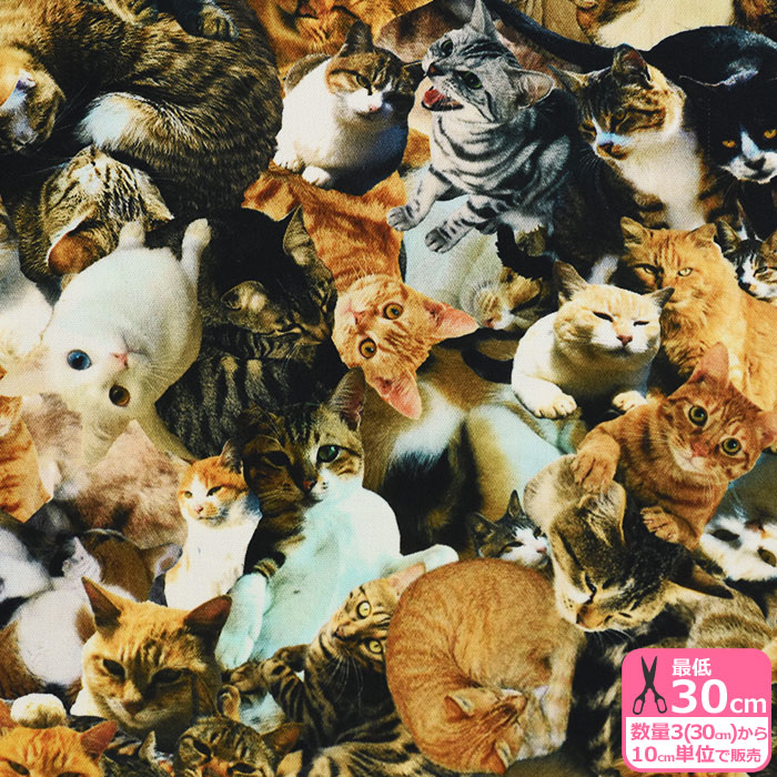 楽天市場】ネコちゃん大集合（オックス） インクジェットプリント