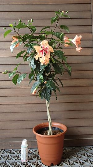 楽天市場】【ハイビスカス】スタンダード仕立てハイビスカス（オレンジ