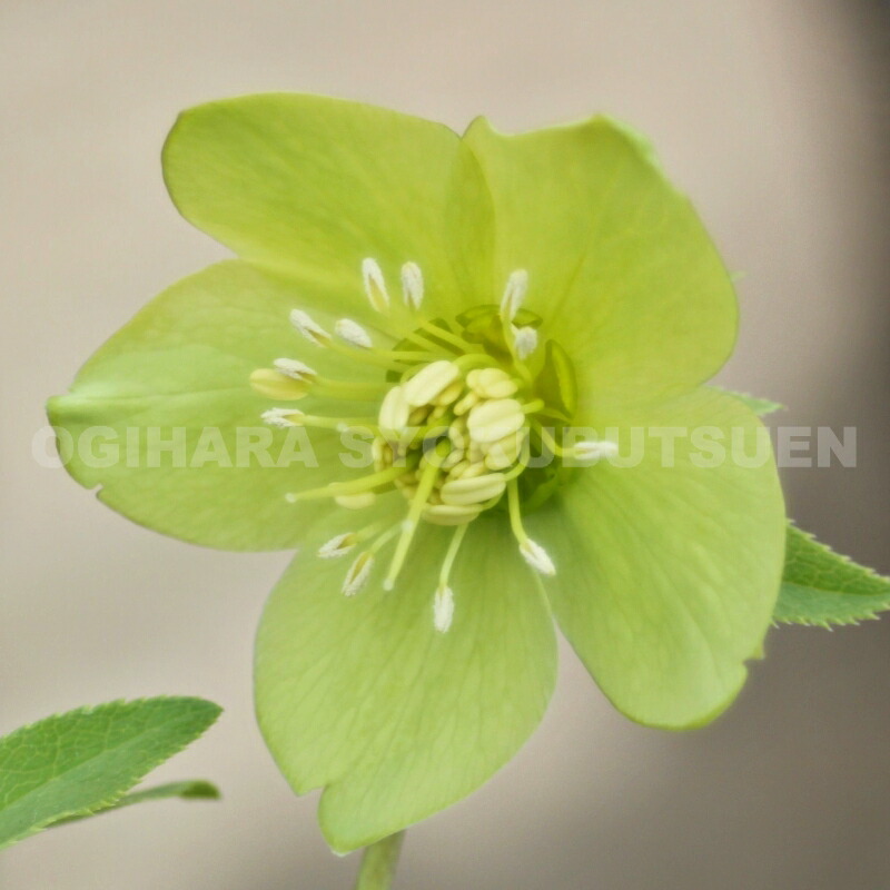 楽天市場】クリスマスローズ オドルス : おぎはら植物園