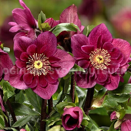 玲雪「新春セール」クリスマスローズ 小苗 かぐや姫×DDオキシ系いろは