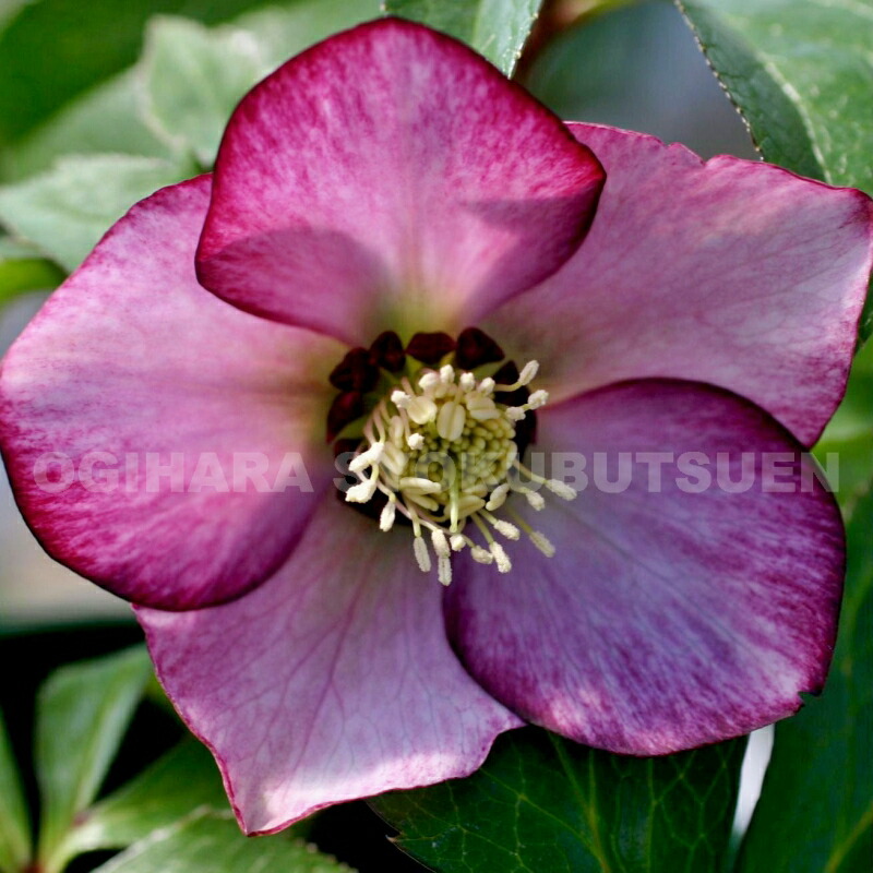 楽天市場】クリスマスローズ レッド バイカラー系（シングル）大苗