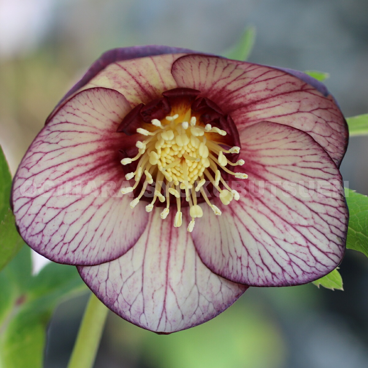 楽天市場】クリスマスローズ ネオン ダークネクタリー シングル 大苗