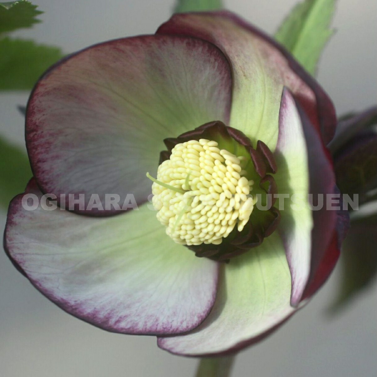 楽天市場】クリスマスローズ グリーン バイカラー系（シングル）大苗