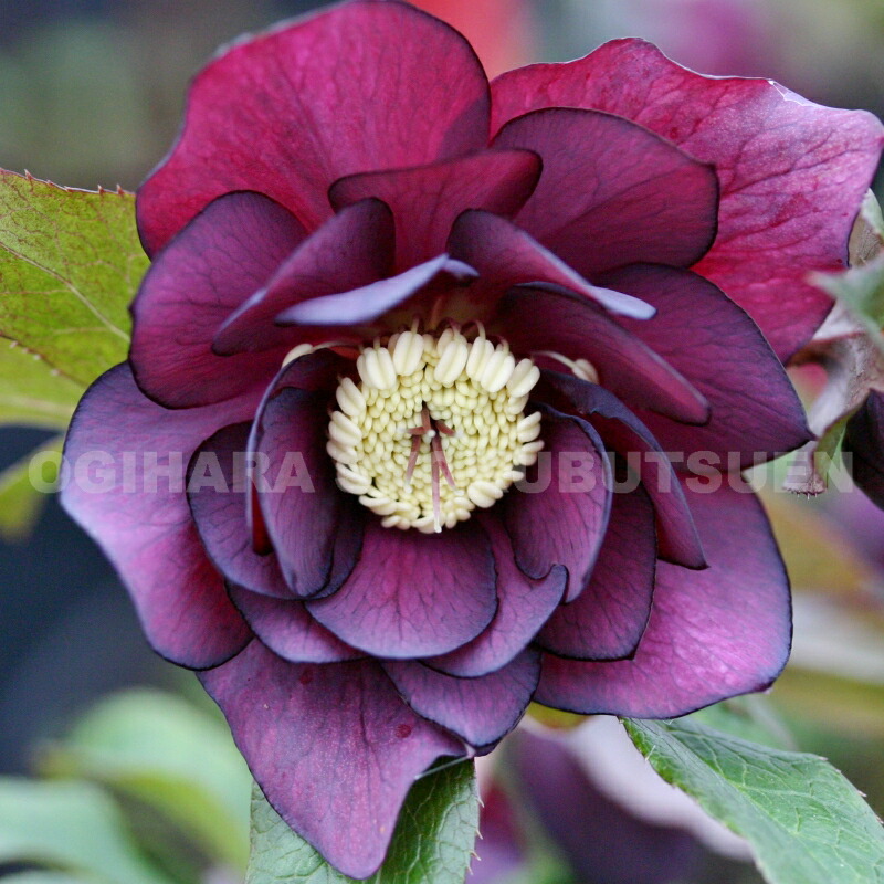 楽天市場】クリスマスローズ クイーンダブル・パープル （実生小苗