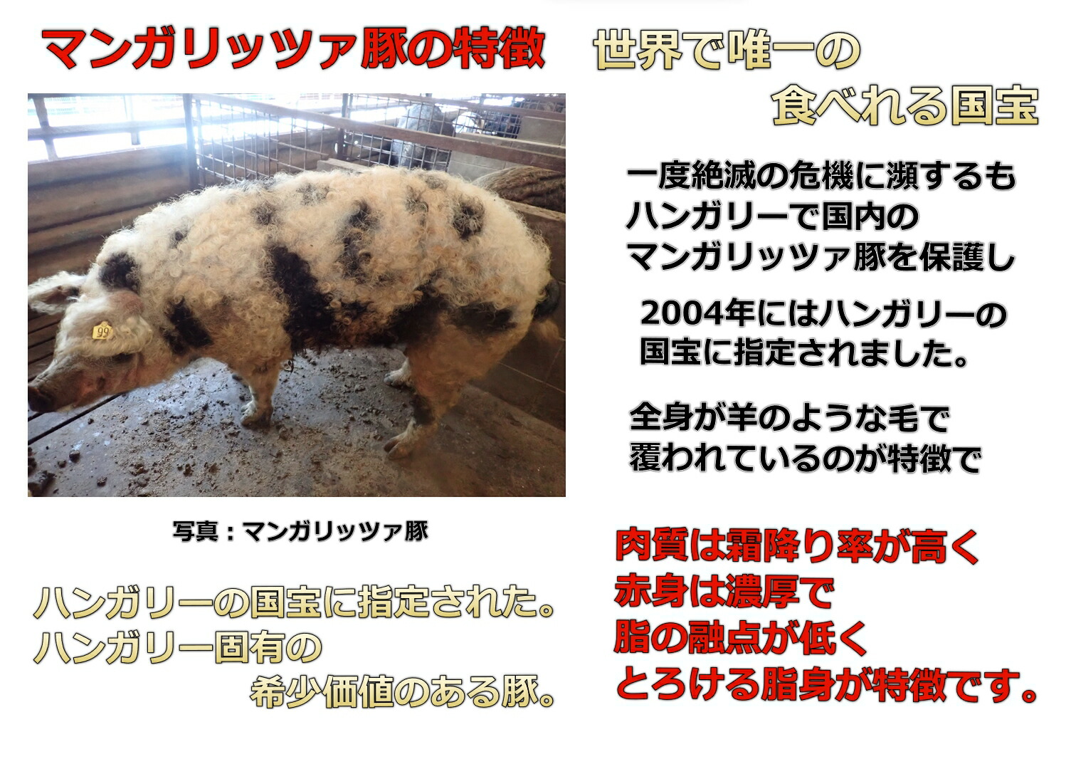 楽天市場】お歳暮 福島 あだたら豚 極 LDM(マンガリッツァ50