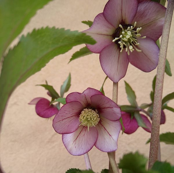 楽天市場】ミヨシのクリスマスローズ プチドール 紬(ツムギ) 3.5号苗