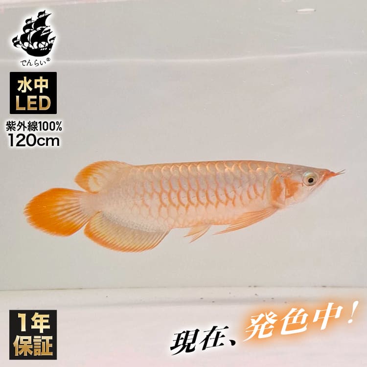 楽天市場】紅龍 スーパーレッド 水中 アロワナ ライト レッドアロワナ