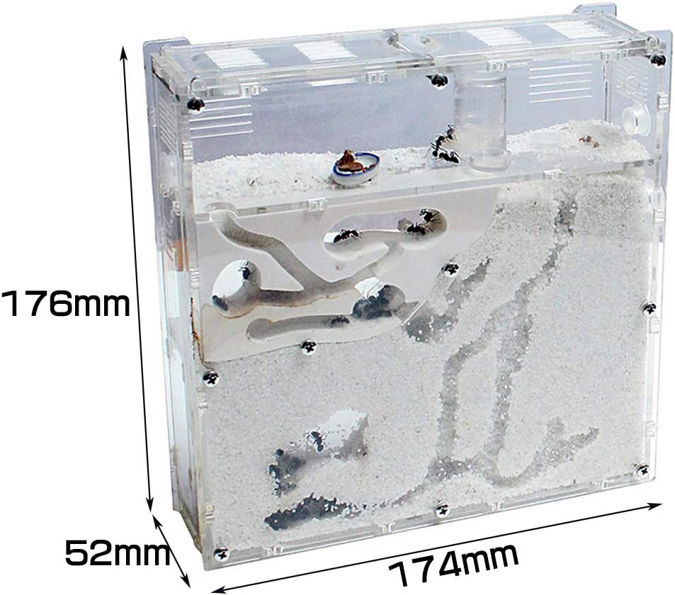 楽天市場】アリ飼育キット 砂巣 爬虫類飼育ケース アリの巣観察キット