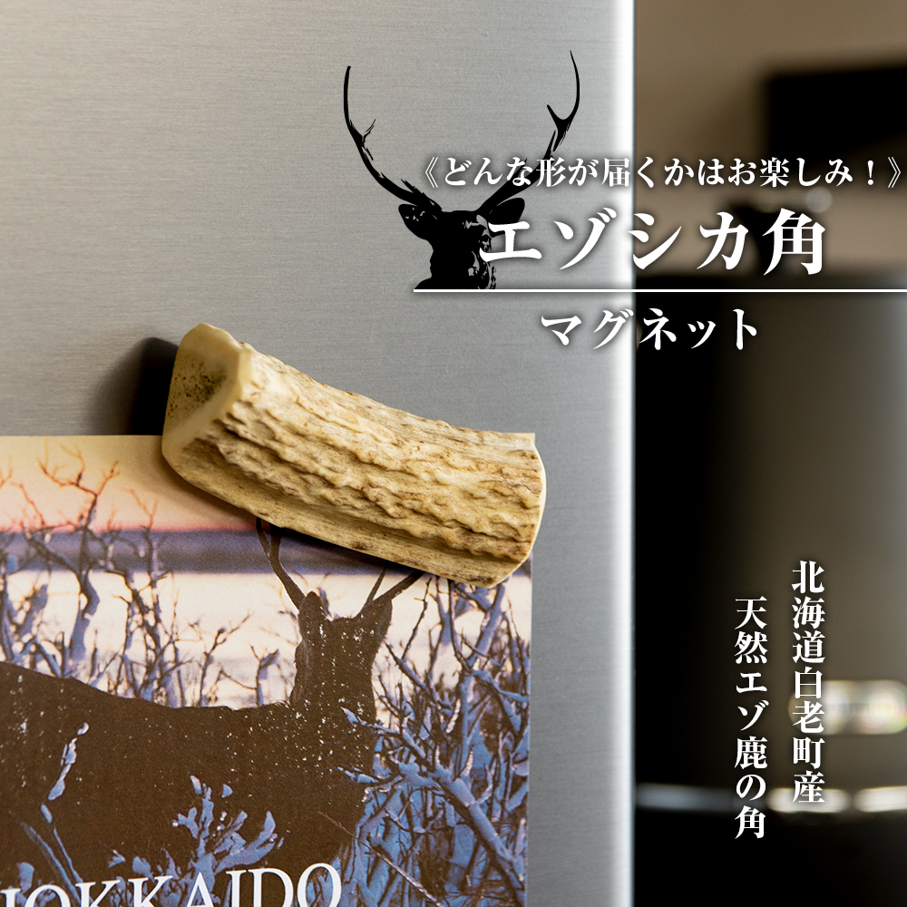 楽天市場】【ふるさと納税】エゾシカ 角 マグネット 冷蔵庫 鹿角