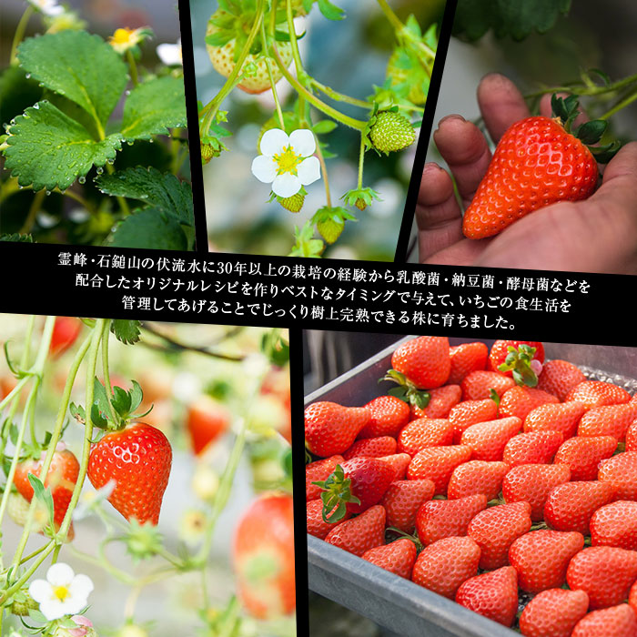 楽天市場】【ふるさと納税】＜摘みたて完熟いちご「ひのいちご」720g