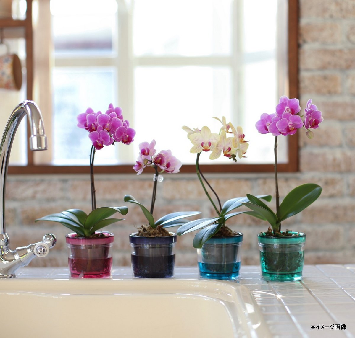 楽天市場】【スーパーSALE10％OFF】ミディ胡蝶蘭 ピンク色胡蝶蘭 2本