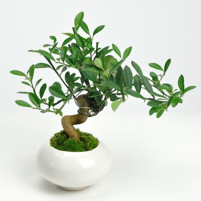 楽天市場】盆栽 キンズ 太幹 曲げ付き ミニ盆栽 きんず 金豆 初心者