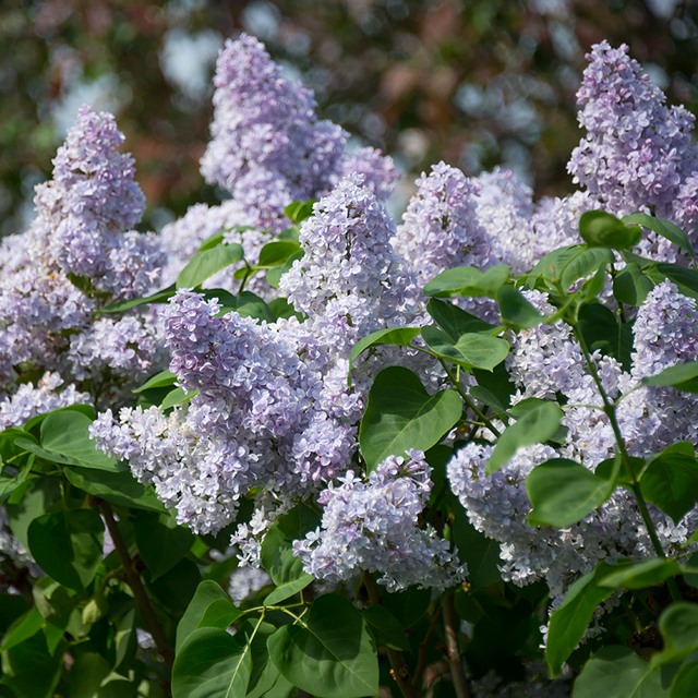 楽天市場】【ハシドイ属】ライラック プレジデントグレビー接木苗4号