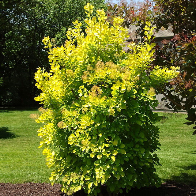 楽天市場】【コティヌス属】スモークツリー ゴールデンスピリット 4号