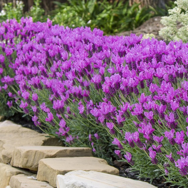 楽天市場】【ラバンドゥラ属】フレンチ系ラベンダーザ プリンセス 3.5