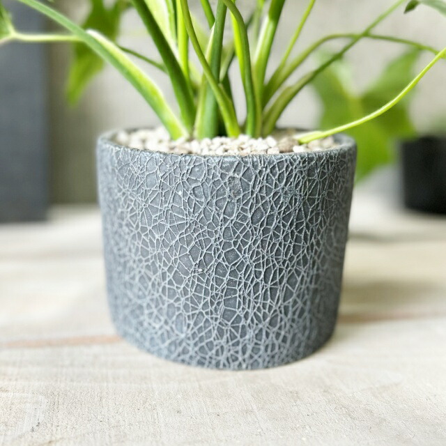 楽天市場】観葉植物【フィロデンドロン属】フィロデンドロン・セローム