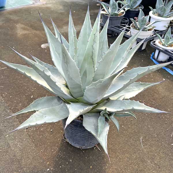 楽天市場】【送料無料】アガベ パリー コウエシー 吉祥天 新築祝い