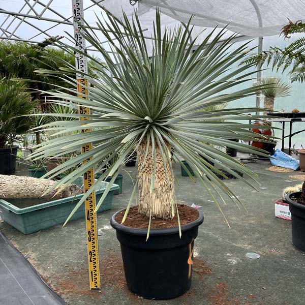 楽天市場】【送料無料】 ダブルヘッド ロストラータ ユッカ