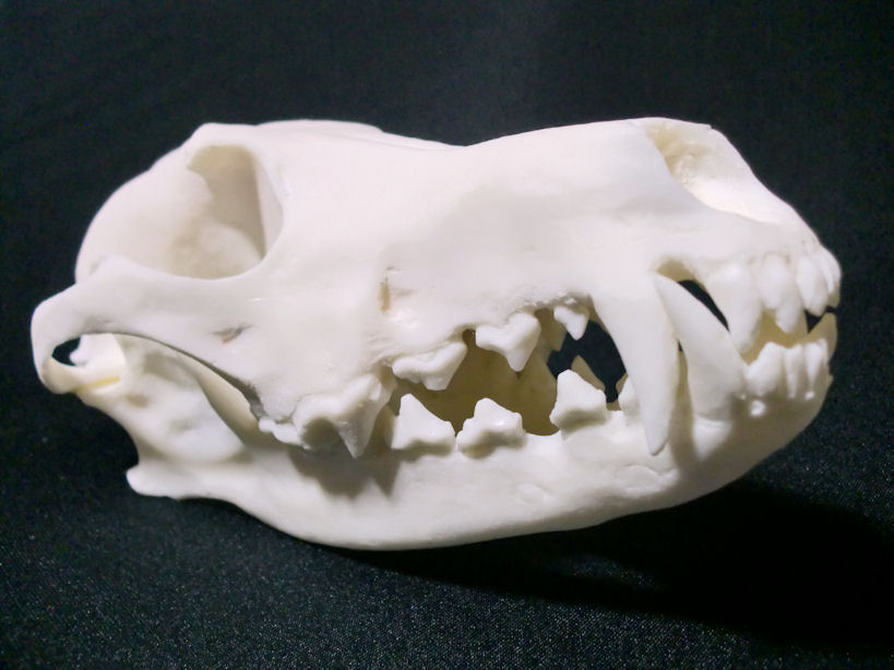 楽天市場】完全復刻◇ コヨーテ ◇イギリス産◇ 頭骨 ♯ 剥製 標本