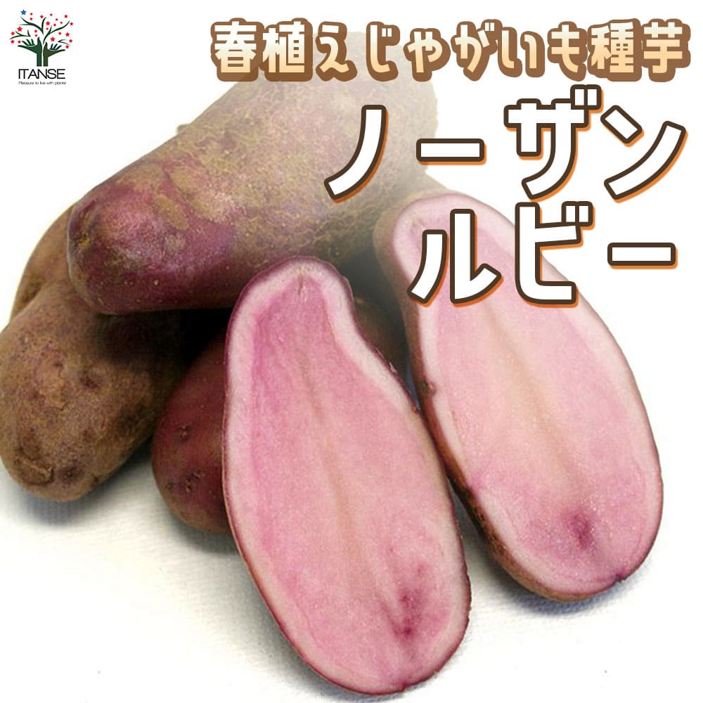楽天市場】【送料無料】じゃがいもの種芋 品種:ノーザンルビー 野菜