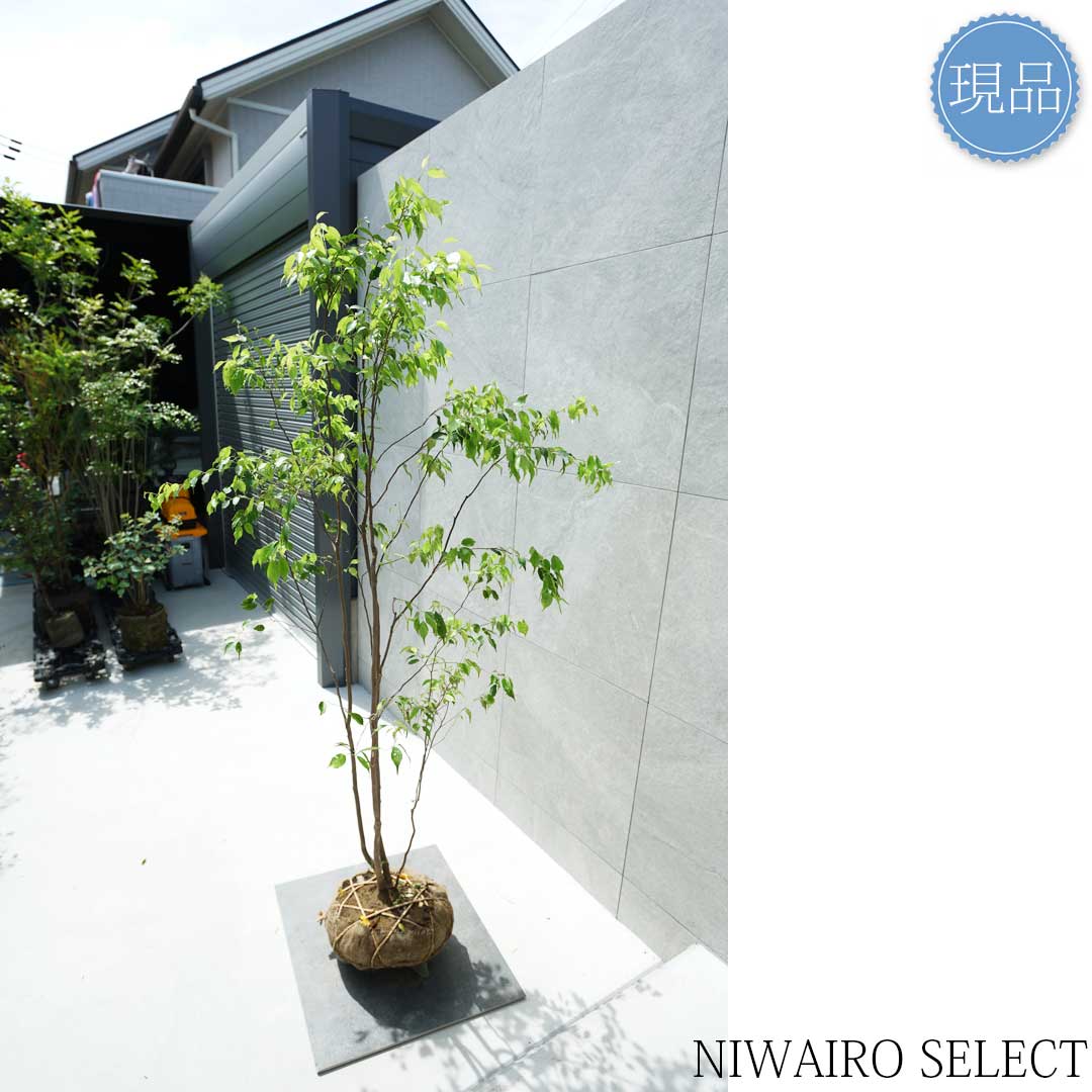 楽天市場】【現品】山採り【ハイノキ】株立ち 自然風樹形 樹高H≒185