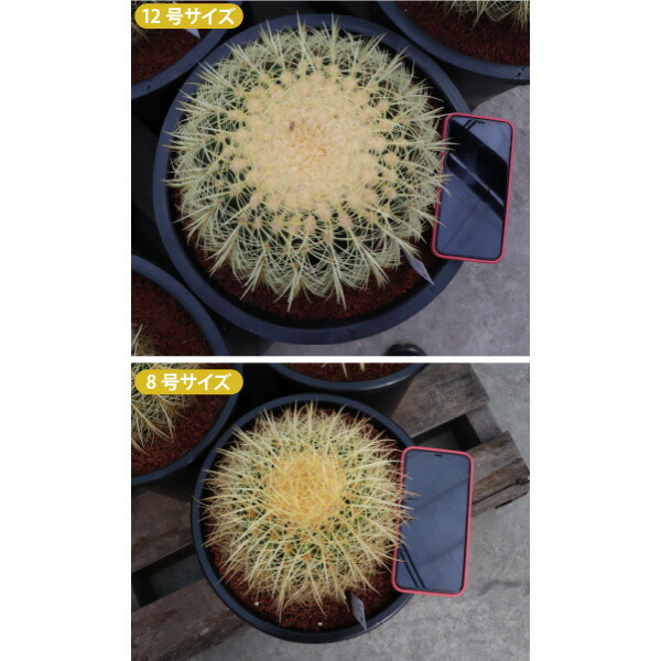 楽天市場】キンシャチ 金シャチ 金鯱 サボテン 8号 大苗 新築祝い 大型