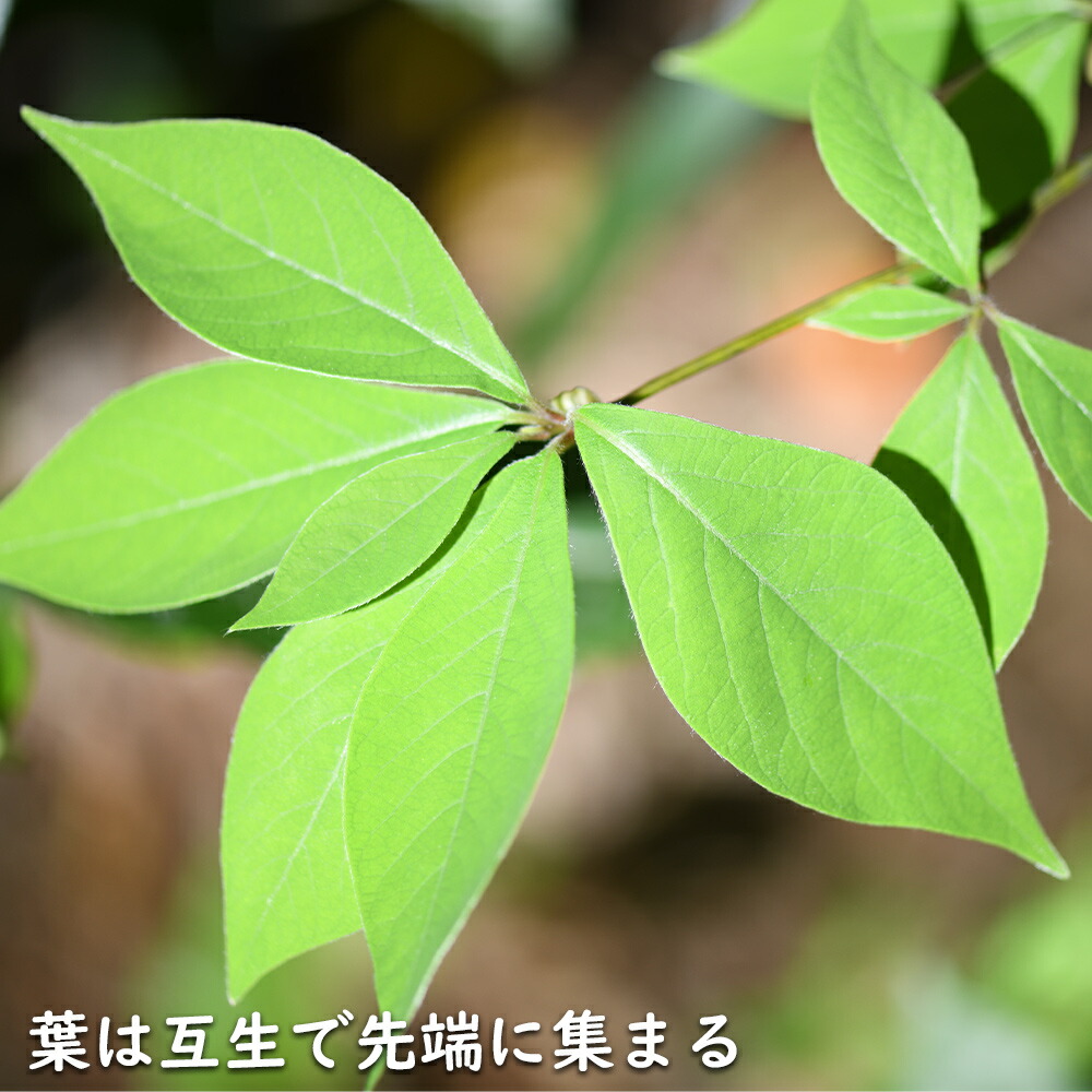 楽天市場】クロモジ 株立ち 2m 露地 苗木 : トオヤマグリーン