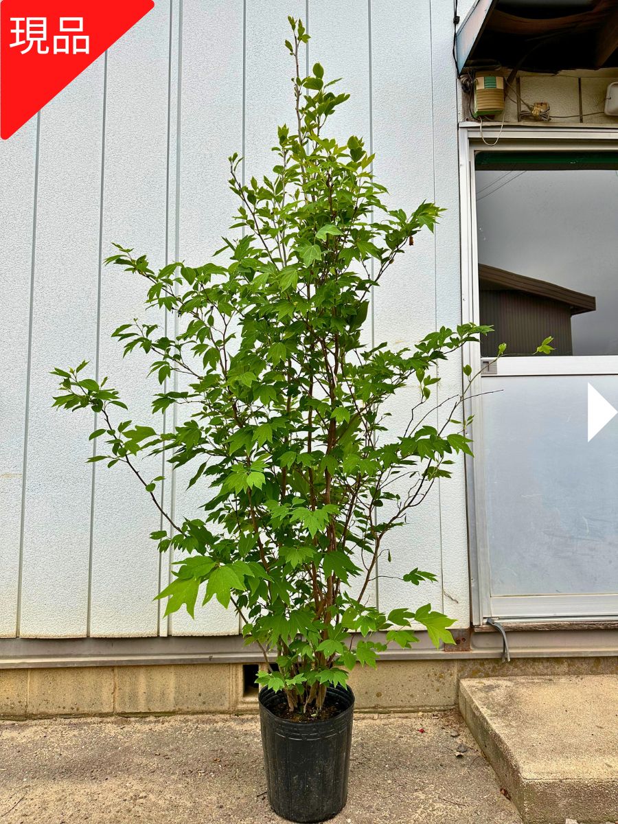 楽天市場】【現品発送】シロモジ 株立ち9号 樹高1.8-2.0m(鉢底から