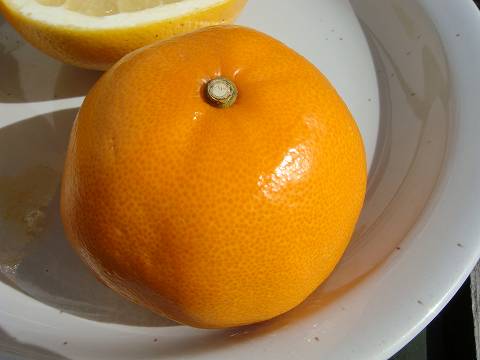 楽天市場】【せとか】 みかん 3年生接木大苗 【産地で剪定済 1.0m苗