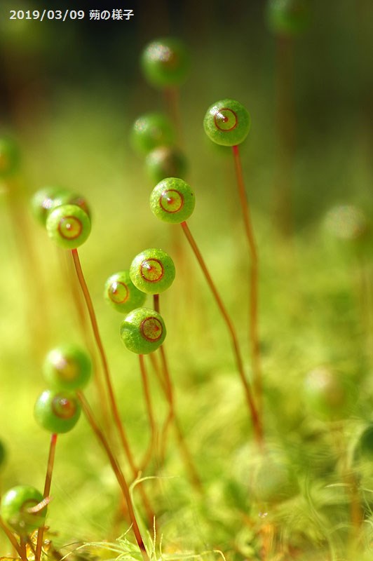 楽天市場】ボリュームのあるタマゴケ 3号パック【日陰向きのコケ】【苔