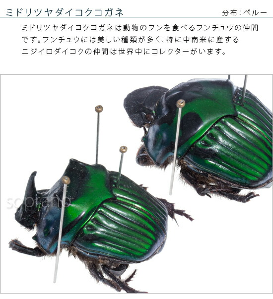 楽天市場】昆虫標本 ミドリツヤダイコクコガネ 2匹 メタリック調ライト