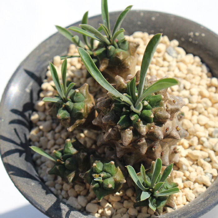 楽天市場】峨眉山 ユーフォルビア Euphorbia Gabizan 多肉植物