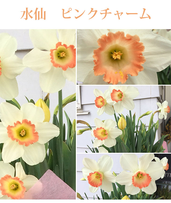 楽天市場】球根 花 植えっぱなしOK 水仙 ピンクチャーム Pink Charm 2