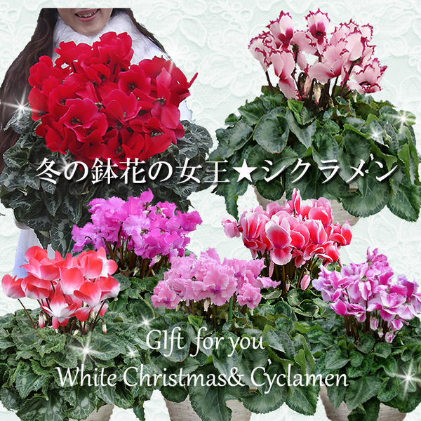 桜＊ サンタクロース(大と小) とシクラメンの鉢植え3色セット 桜