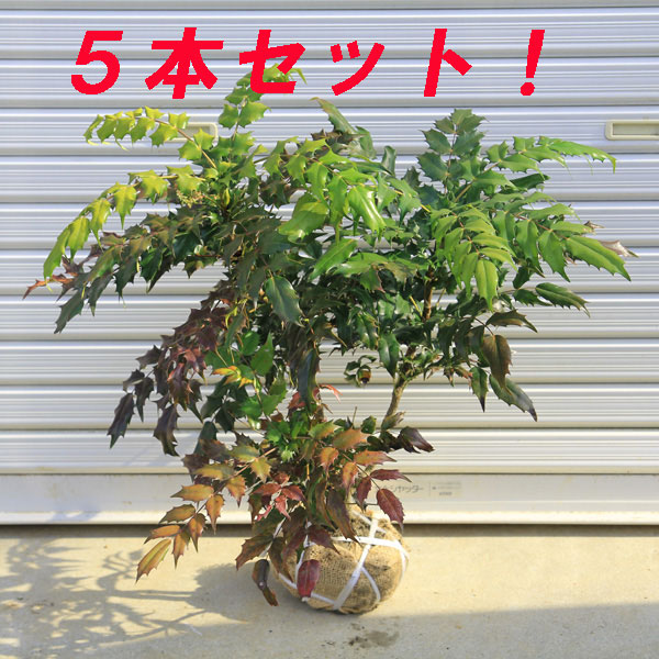 植木 盆栽 ヒイラギ」の人気商品一覧 | 安い商品を通販サイトから探す