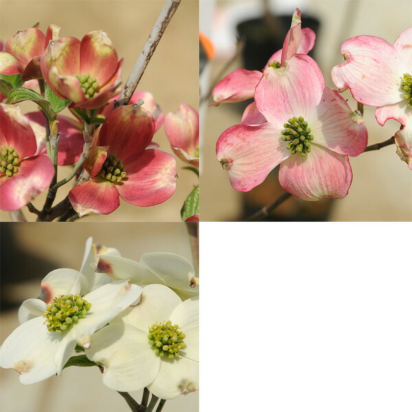 楽天市場】苗、庭木：アメリカ花水木（はなみずき）ハナミズキ* 鉢でも