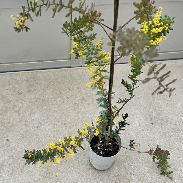 楽天市場】鉢花 観葉植物：ミモザ ダークアイ*ギンヨウアカシア 銀葉