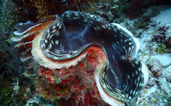 オオシャコガイ シャコ貝 約67×約44×24cm 約28kg 希少 天然 オオ