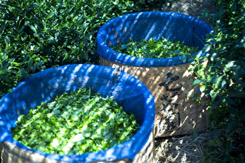 堀井七茗園 - 京都宇治観光マップ