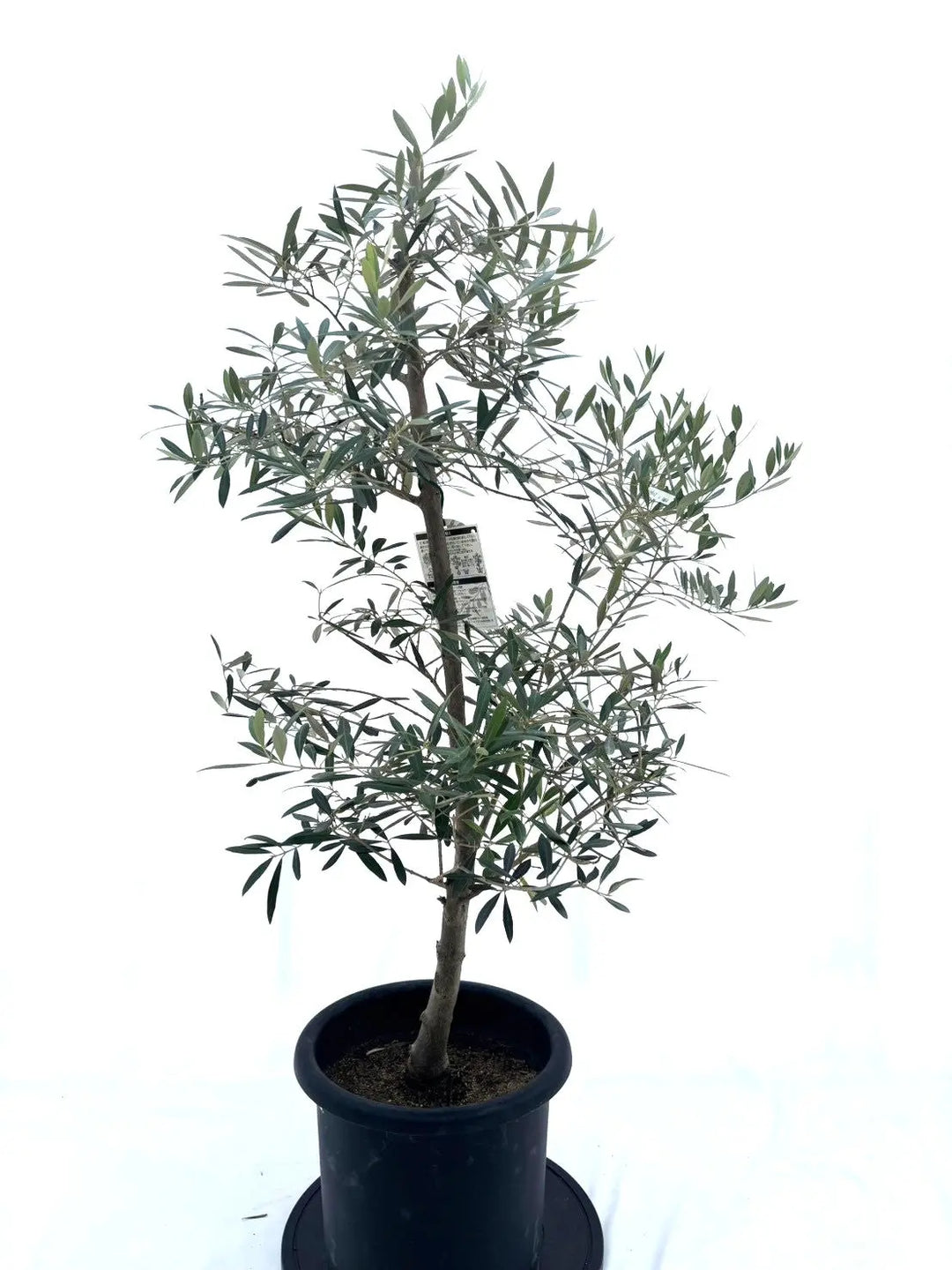オリーブの木 ホジブランコ 7号 約135cm NO.704 人気品種 現品掲載