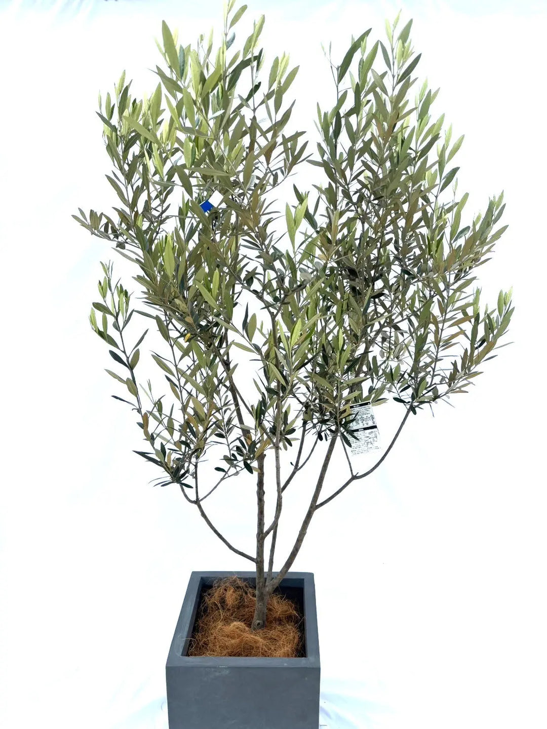 10372-4_1080x.jpg?v=1738642586