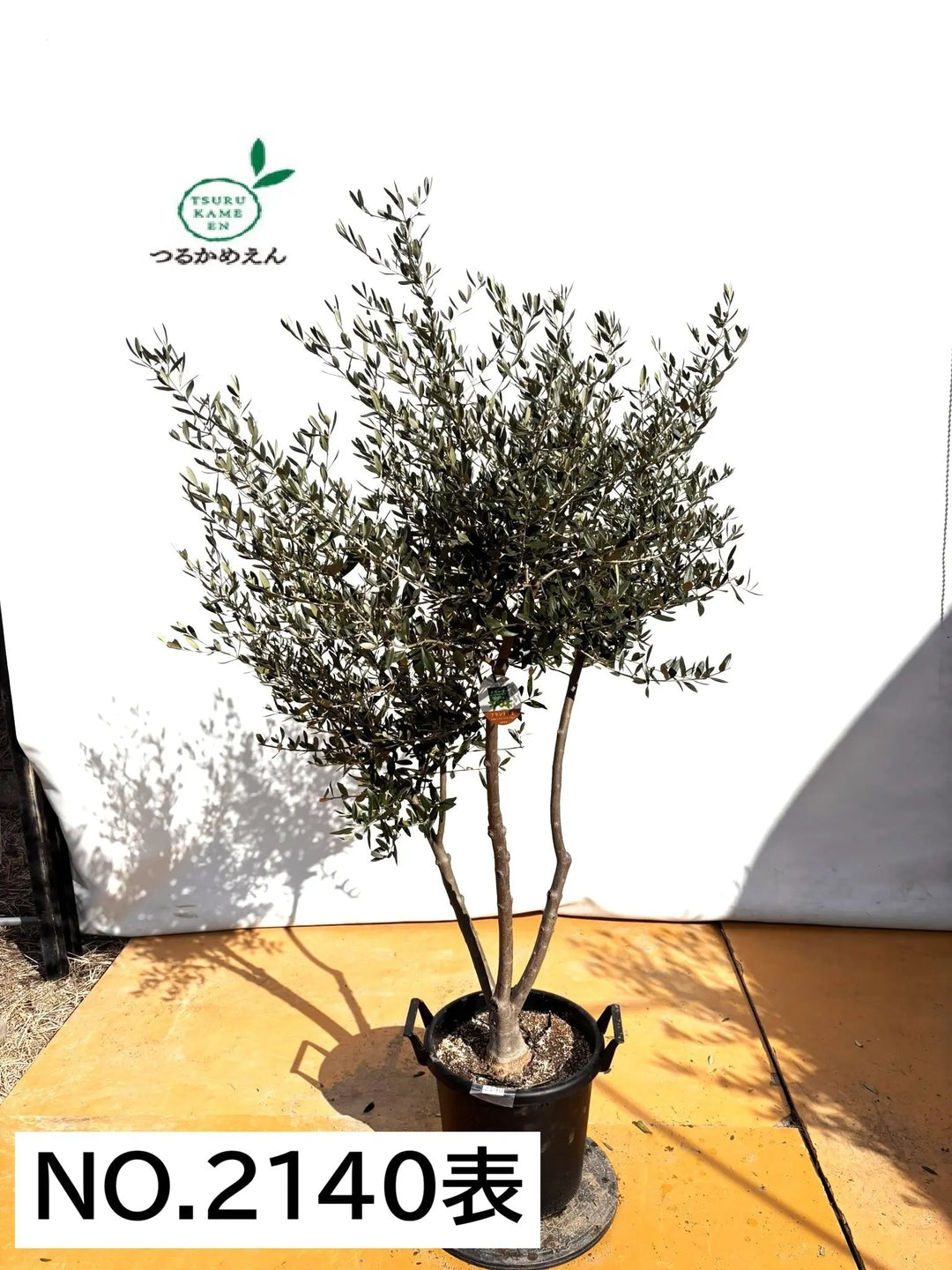 NEWフラントイオ（オリーブの木）｜XLサイズ｜NO.2140｜約180cm｜人気
