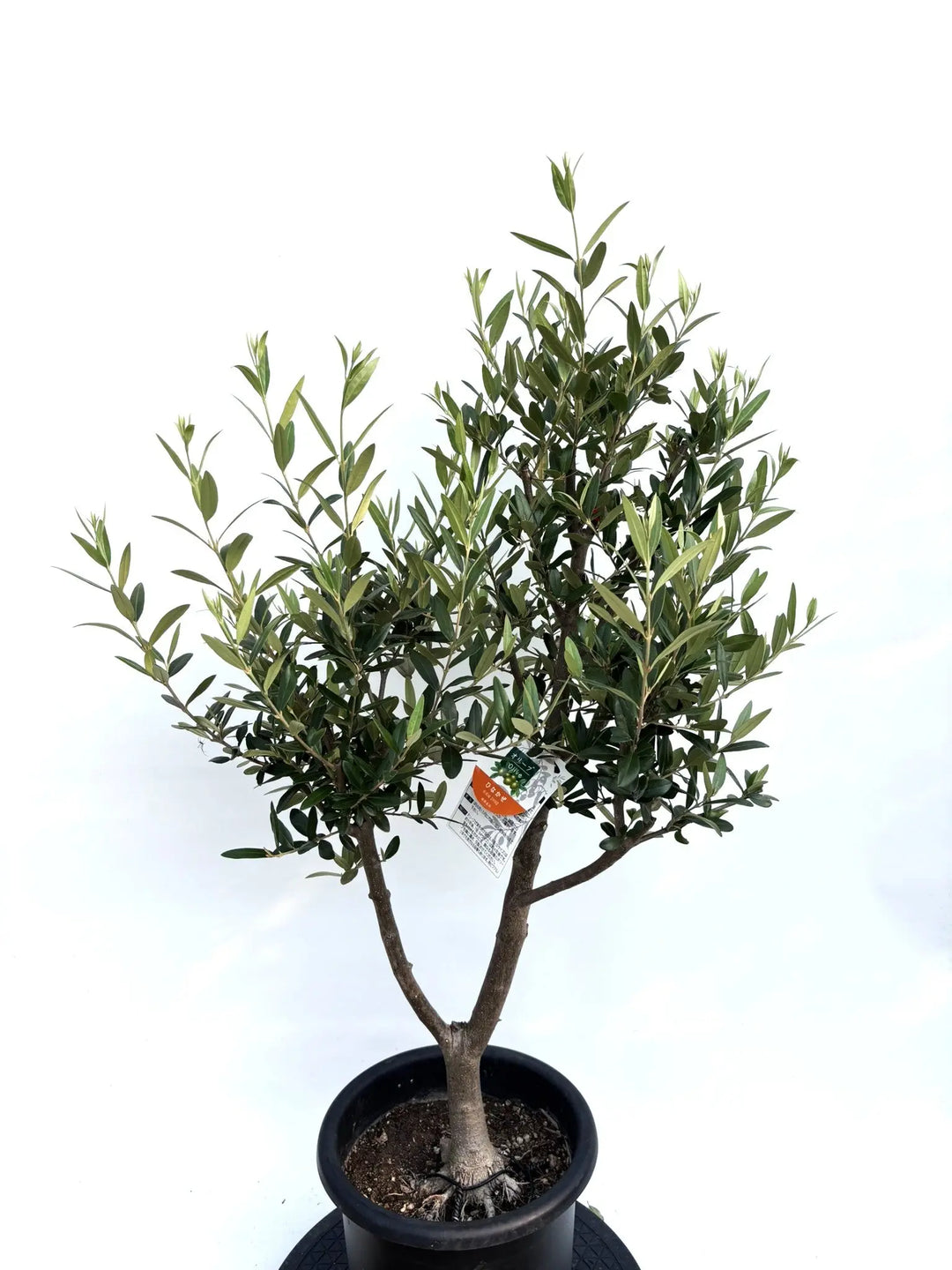初心者向き・直立型】ひなかぜ（オリーブの木）〈目隠し〉｜約110cm｜M