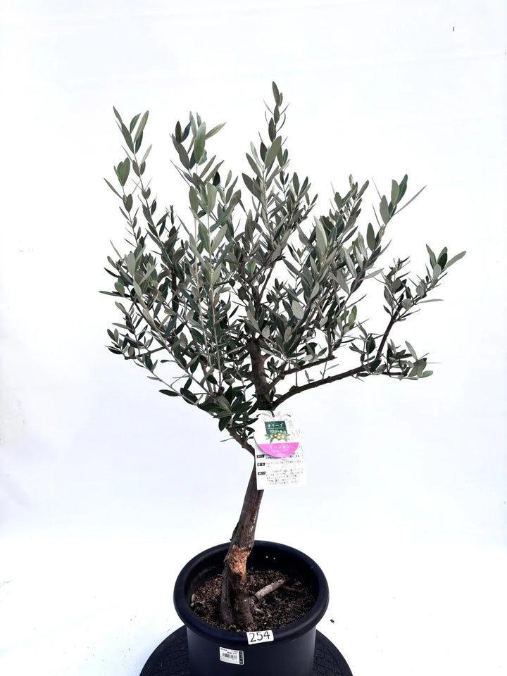 254_3_720x.jpg?v=1760890541